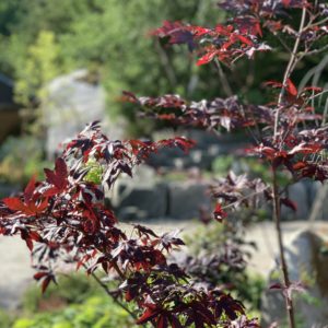 Japansk Viftelønn Acer atropurpureum Dissectum