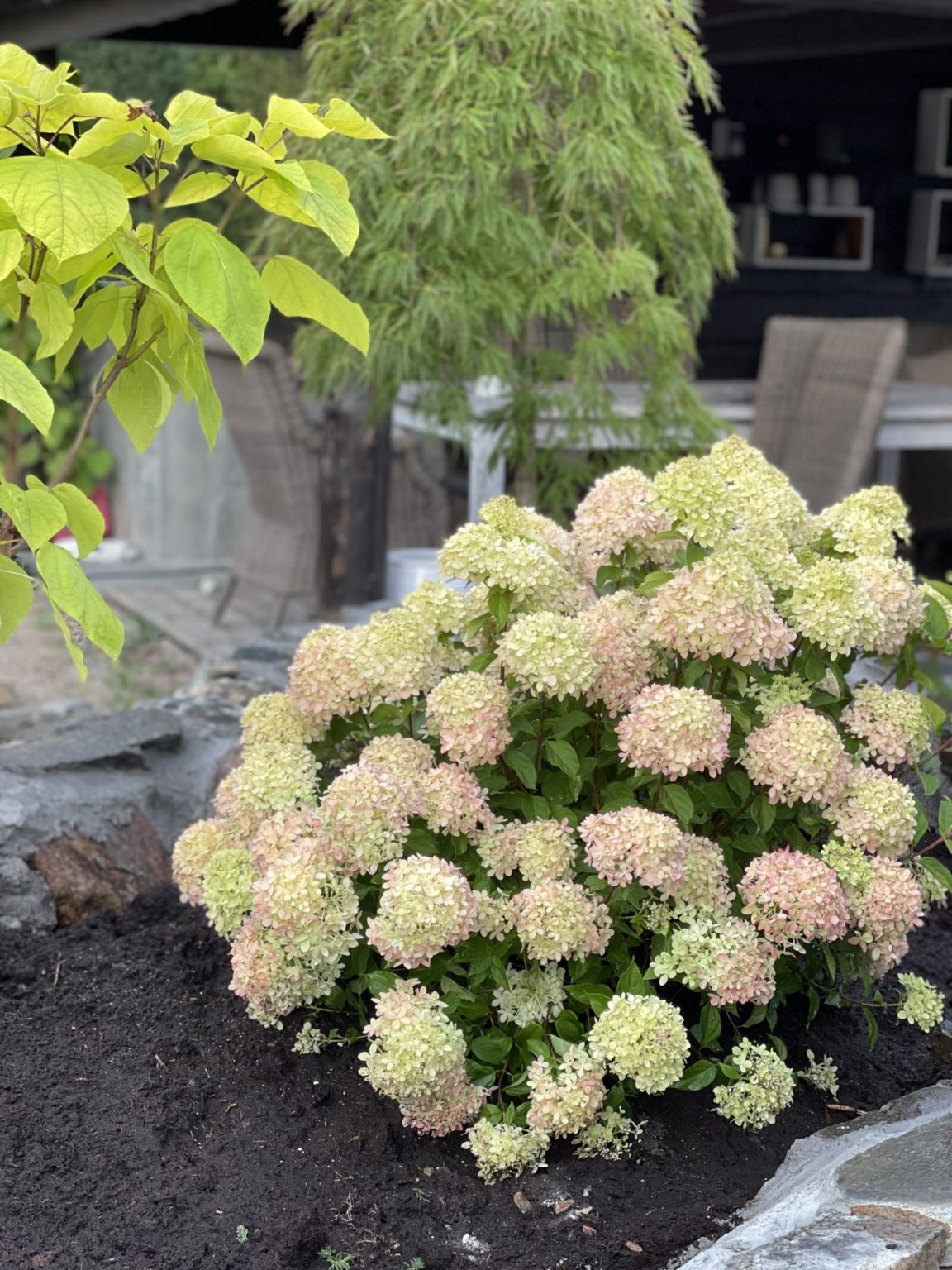 Syrinhortensia 'Little Lime' – Drømmehagen